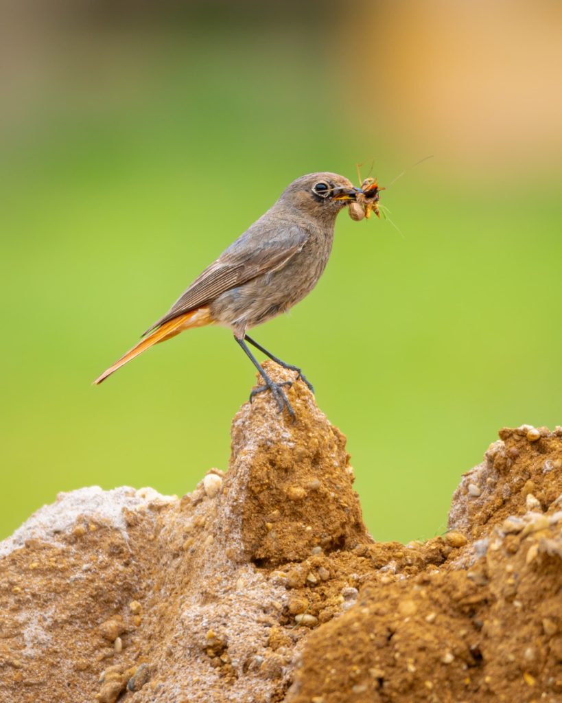 The redstart (bird) in the Austrian city.