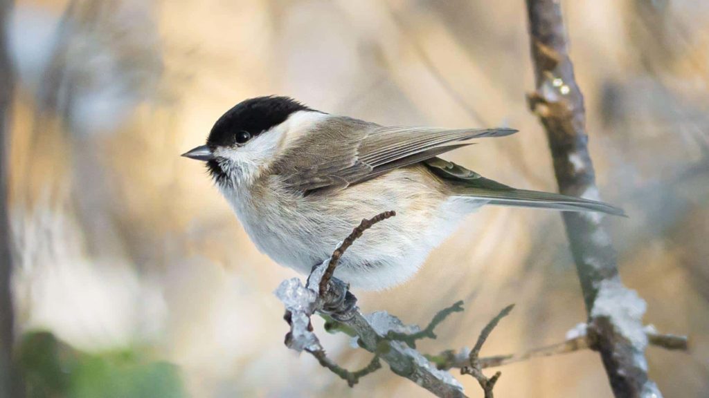 The coal tit (bird) on a tree brench.