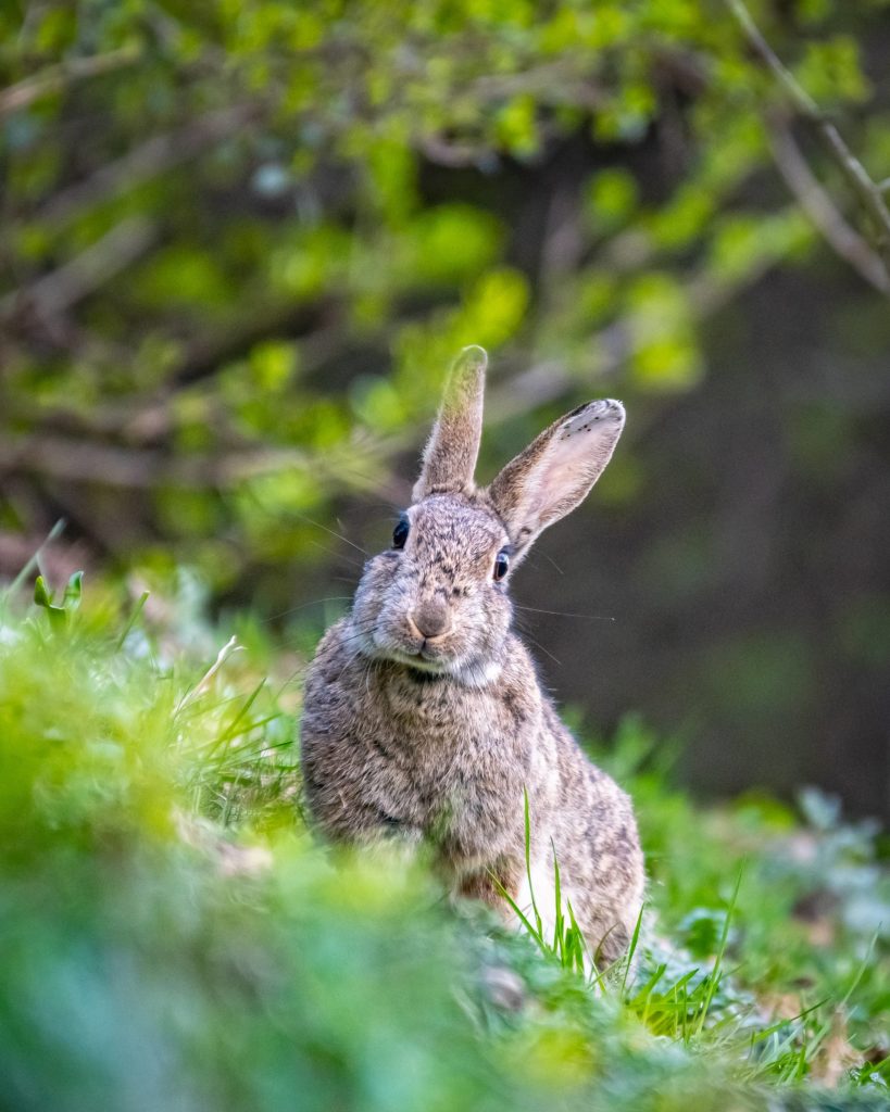 The rabbit colony in Handelskai by the the Danube river.