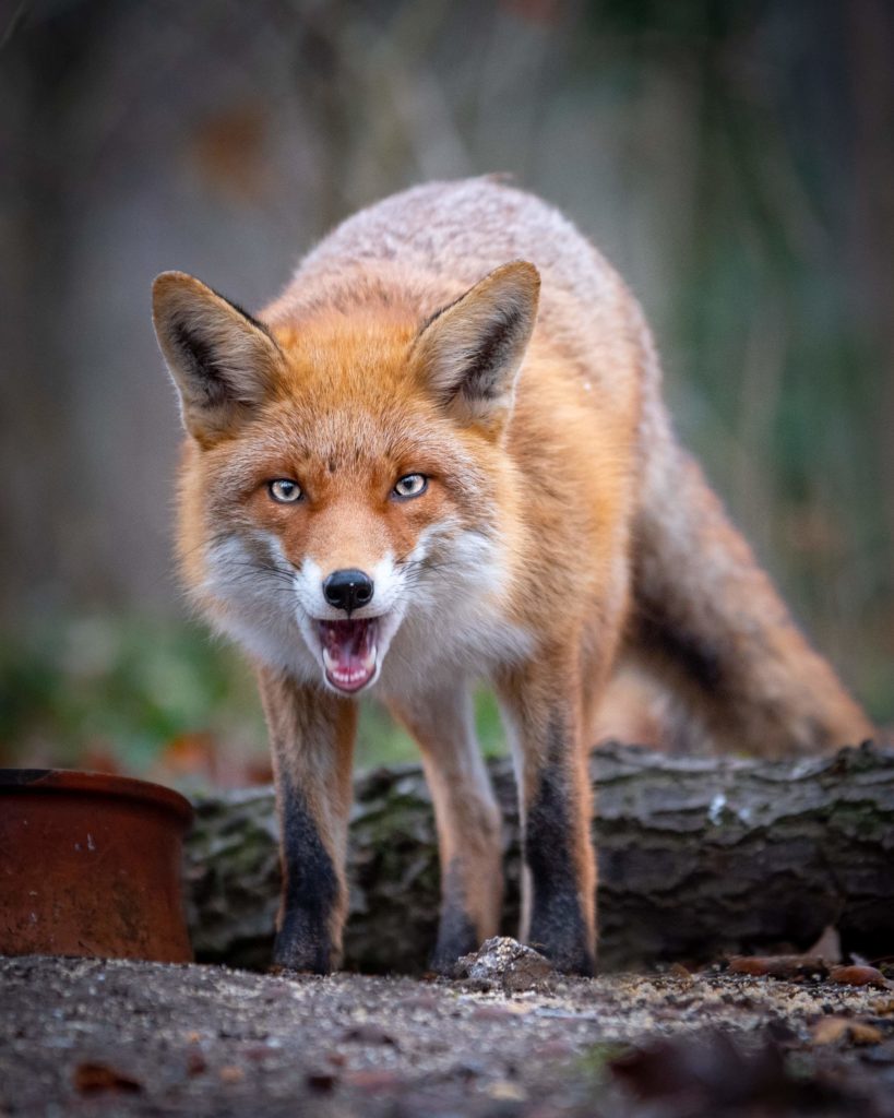 Red fox in Schönbrunn Place gardens.